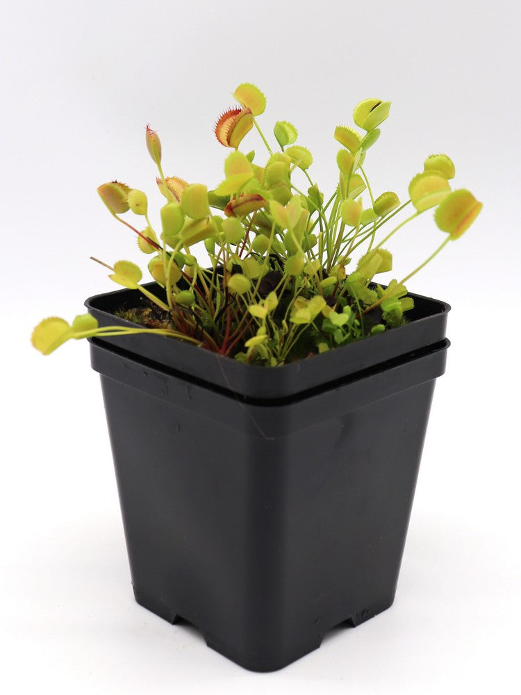 Dionaea muscipula 'Korean melody shark'