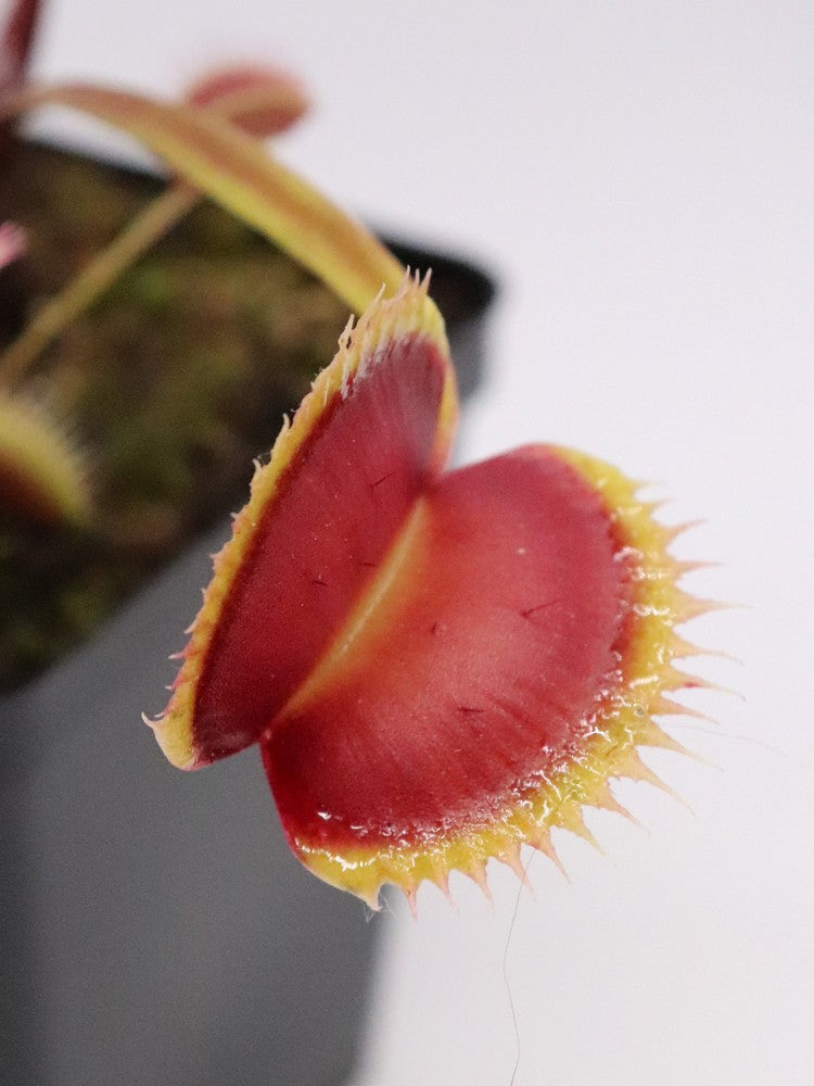 Dionaea muscipula "La grosse a guigui"