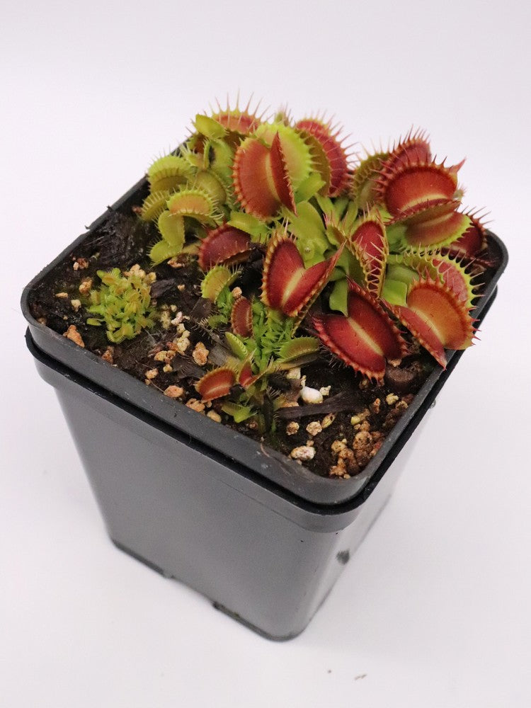 Venus flytrap "Marduk"