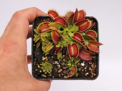 Venus flytrap "Marduk"