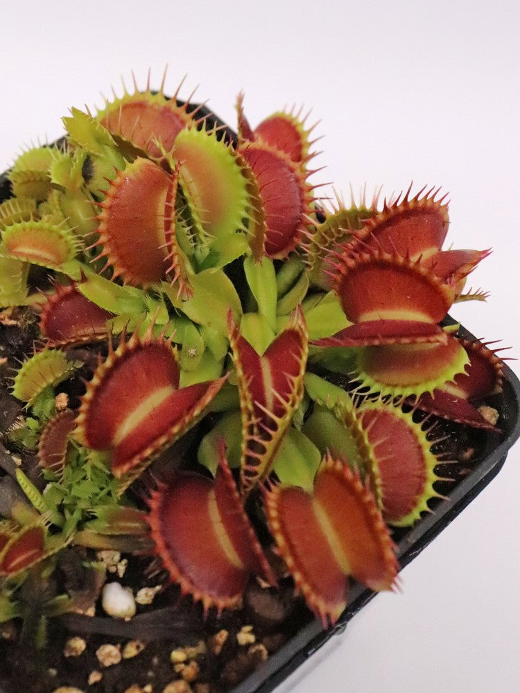 Venus flytrap "Marduk"