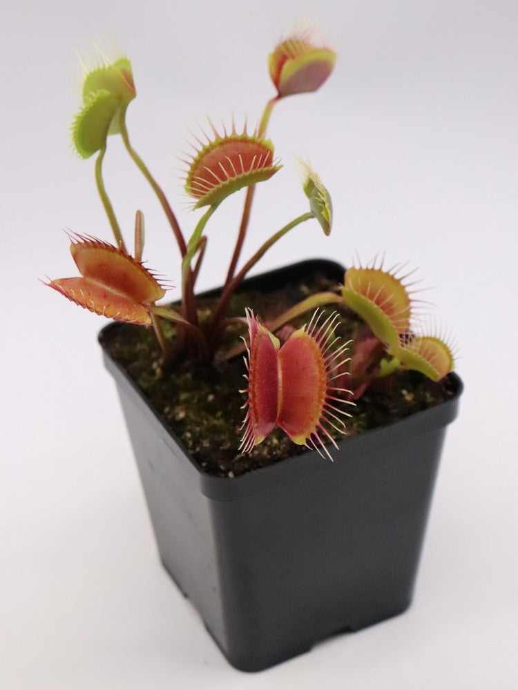 Dionaea muscipula  Miss pimbeche'