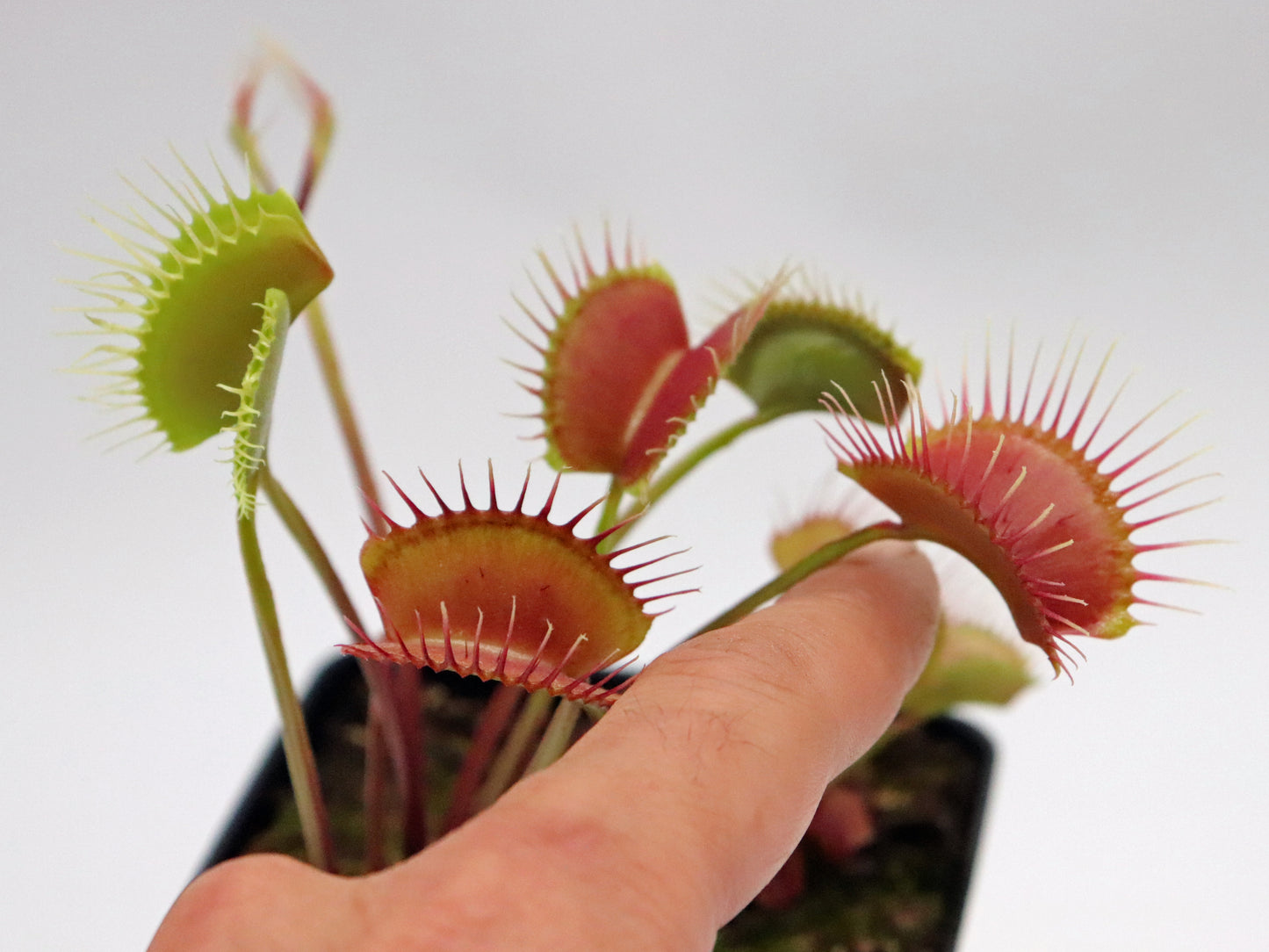 Dionaea muscipula  Miss pimbeche'