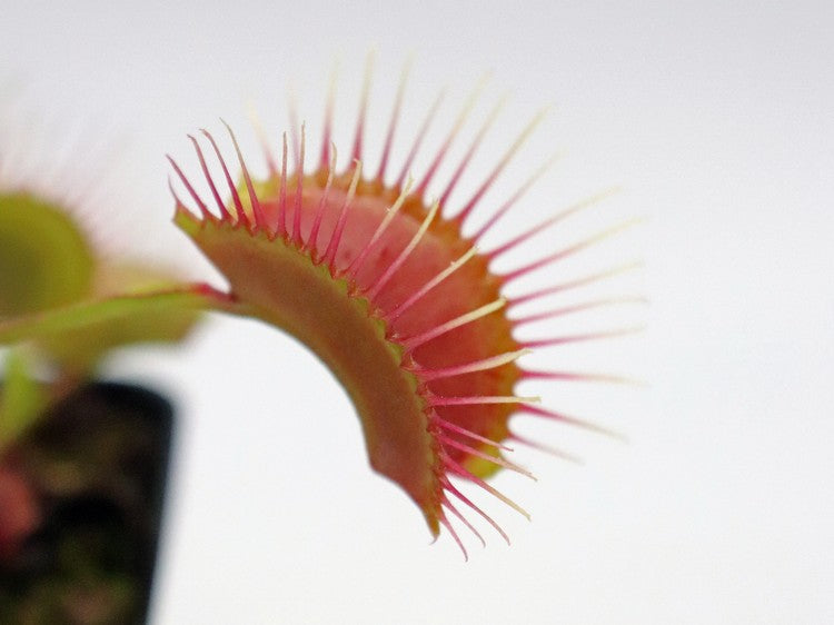 Dionaea muscipula  Miss pimbeche'