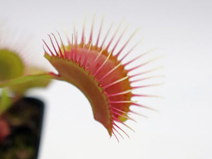 Dionaea muscipula  Miss pimbeche'