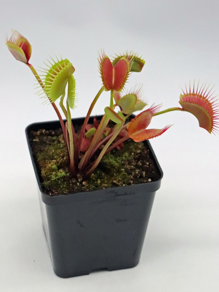 Dionaea muscipula  Miss pimbeche'