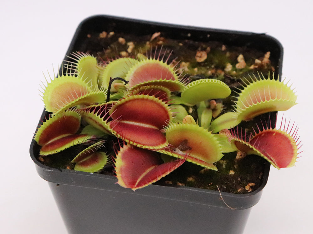 Dionaea muscipula "Monkey ass"