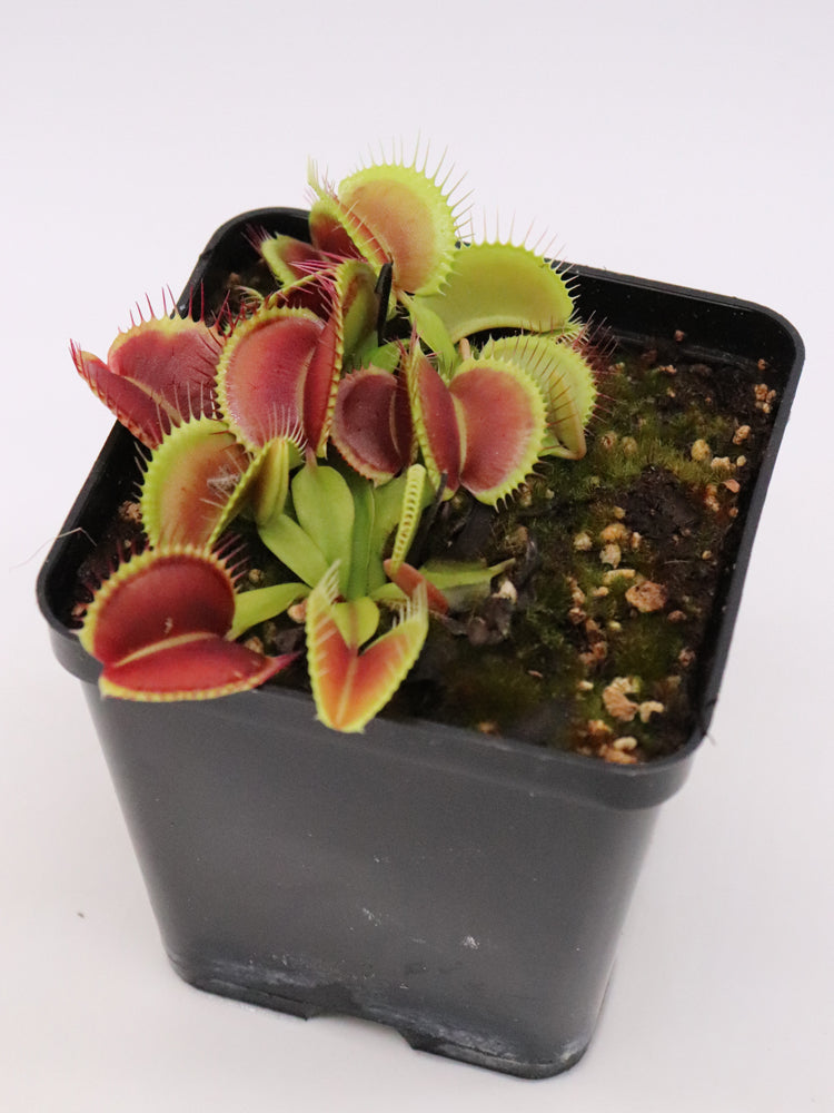 Dionaea muscipula "Monkey ass"