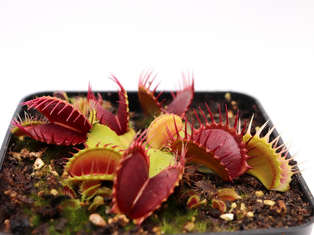 Dionaea muscipula  Pet teeth