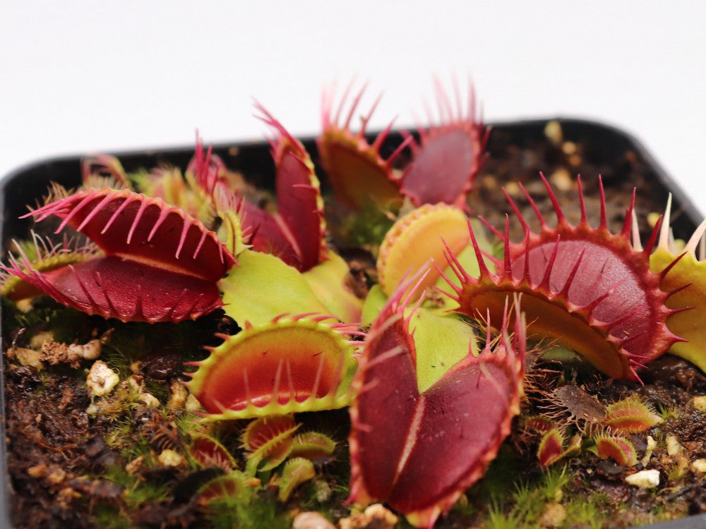 Dionaea muscipula  Pet teeth