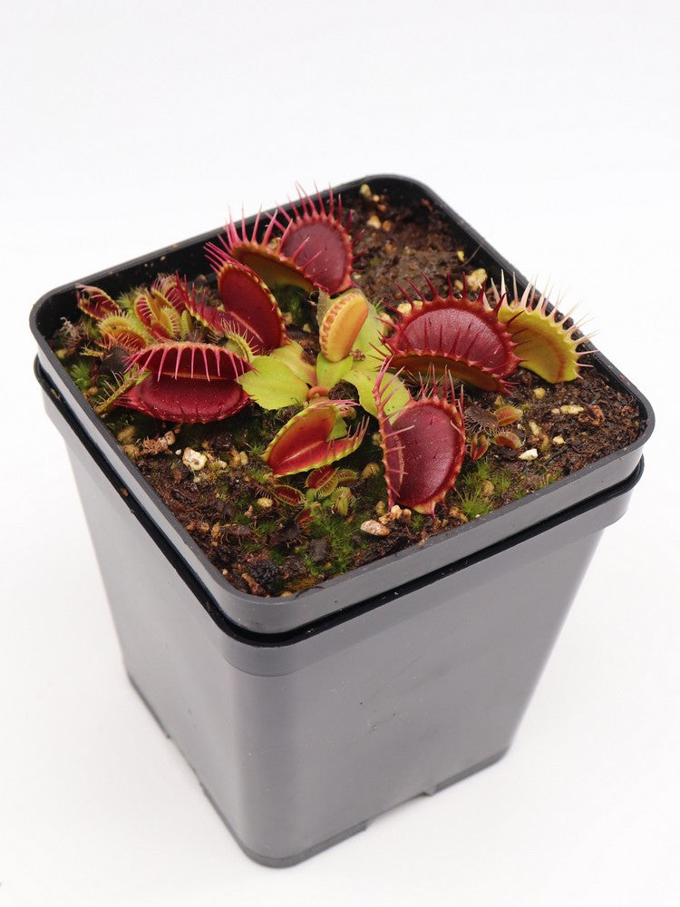 Dionaea muscipula  Pet teeth