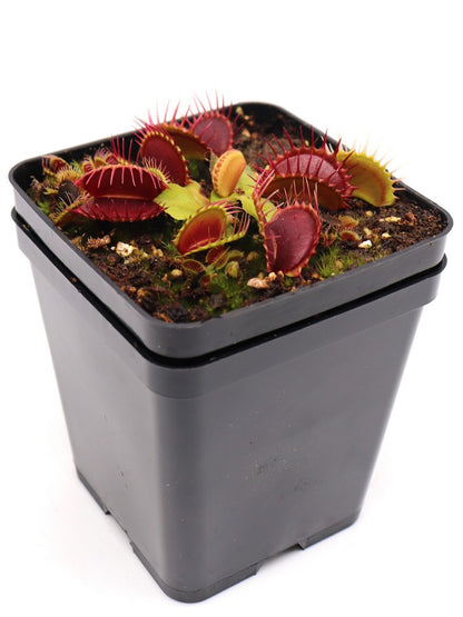 Dionaea muscipula  Pet teeth