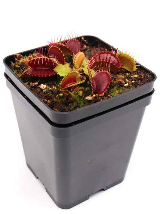 Dionaea muscipula  Pet teeth