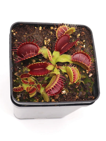 Dionaea muscipula  Pet teeth