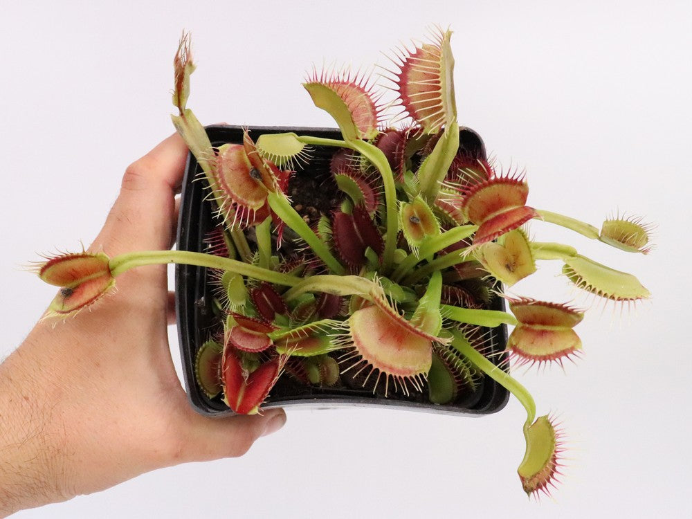 Dionaea muscipula  Phalanx
