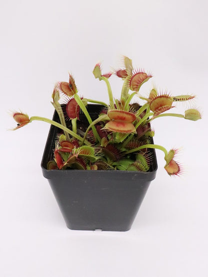 Dionaea muscipula  Phalanx