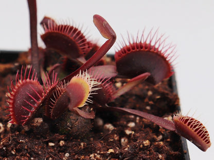 Dionaea muscipula „Alle roten Formen“