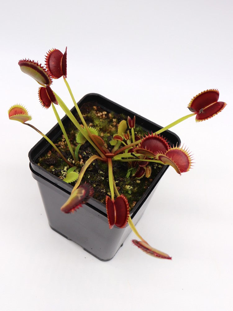 Dionaea muscipula  Polish Dracula