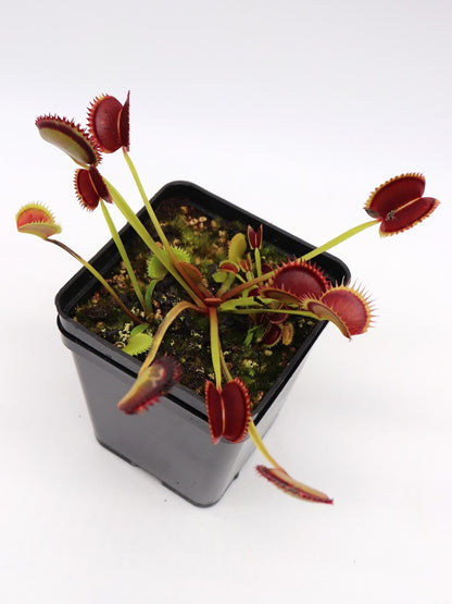Dionaea muscipula  Polish Dracula