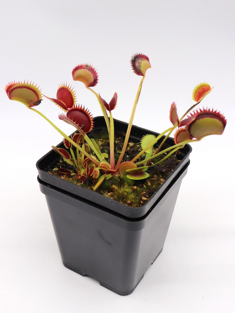 Dionaea muscipula  Polish Dracula