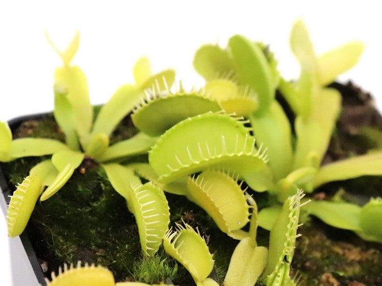 Dionaea muscipula  Rabbit teeth