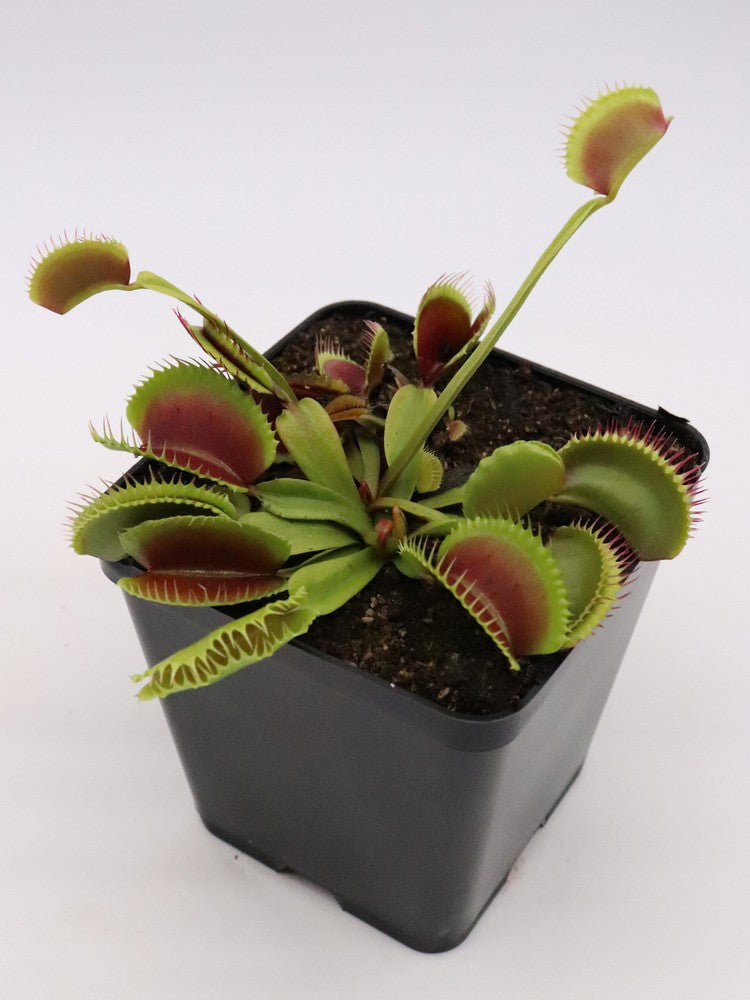 Dionaea muscipula "Sandokan"