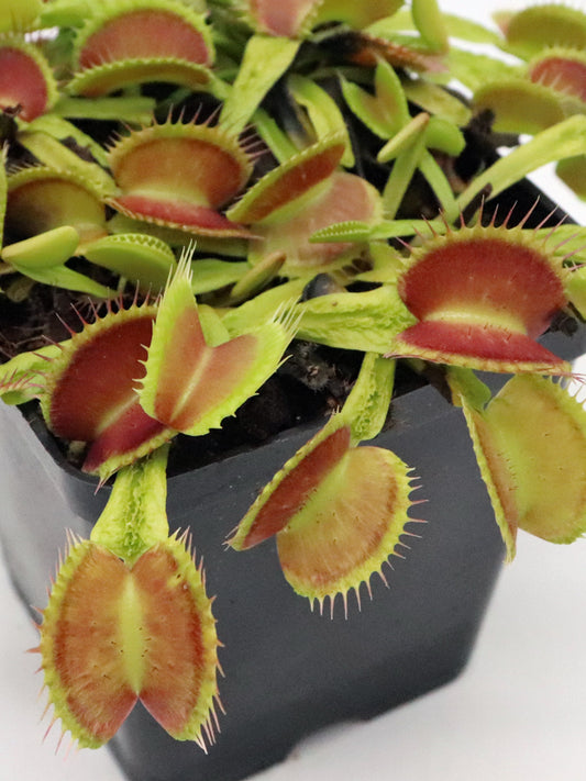 Dionaea muscipula „Schuppenstiel II“