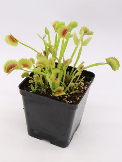 Dionaea muscipula  Shark's teeth