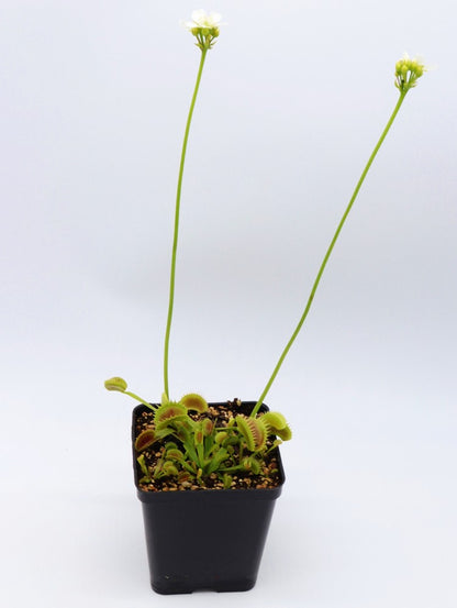 Dionaea muscipula "Star"
