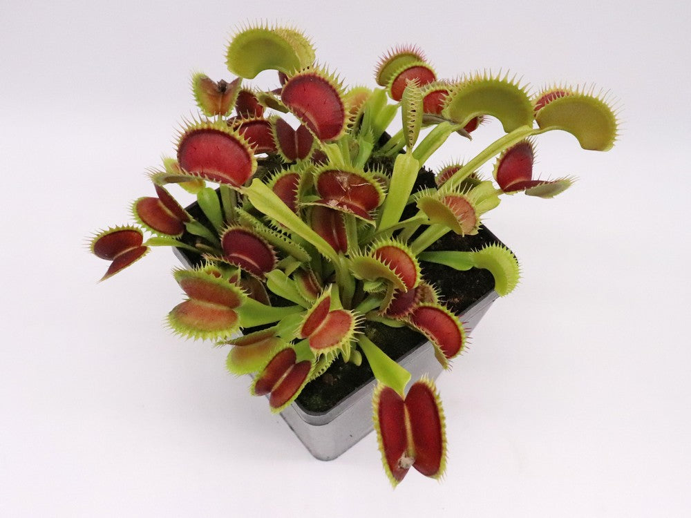 Dionaea muscipula  Tiger fangs