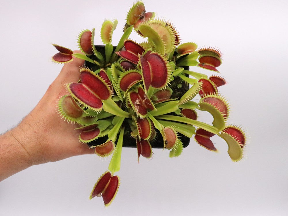 Dionaea muscipula  Tiger fangs