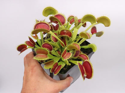 Dionaea muscipula  Tiger fangs