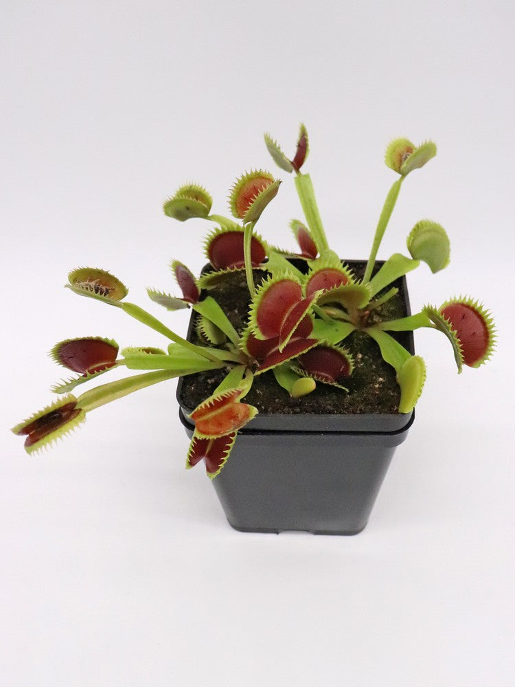 Dionaea muscipula "UK II"