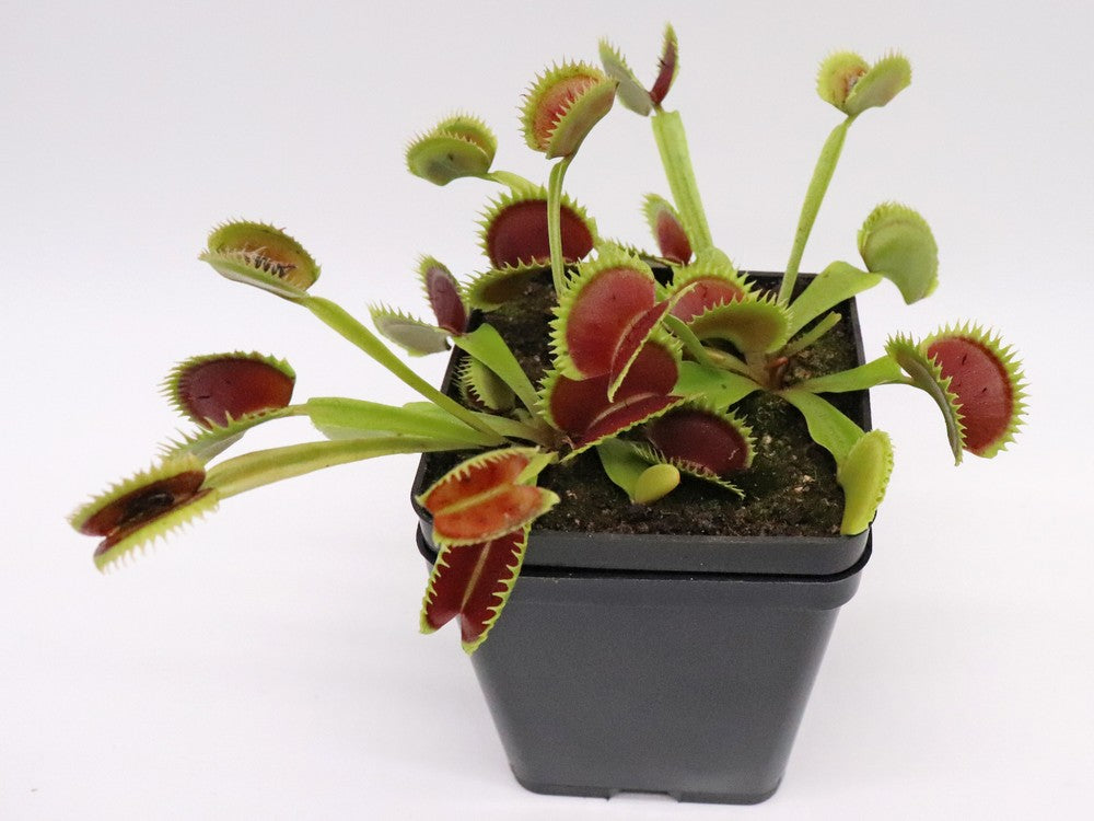 Dionaea muscipula "UK II"