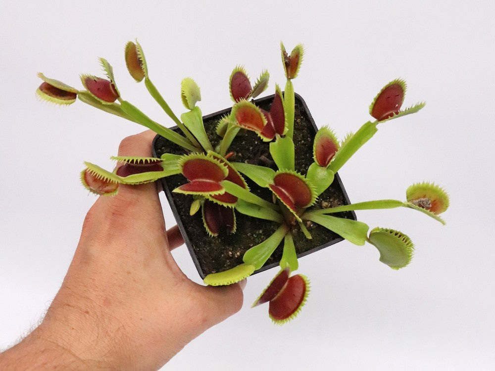 Dionaea muscipula "UK II"