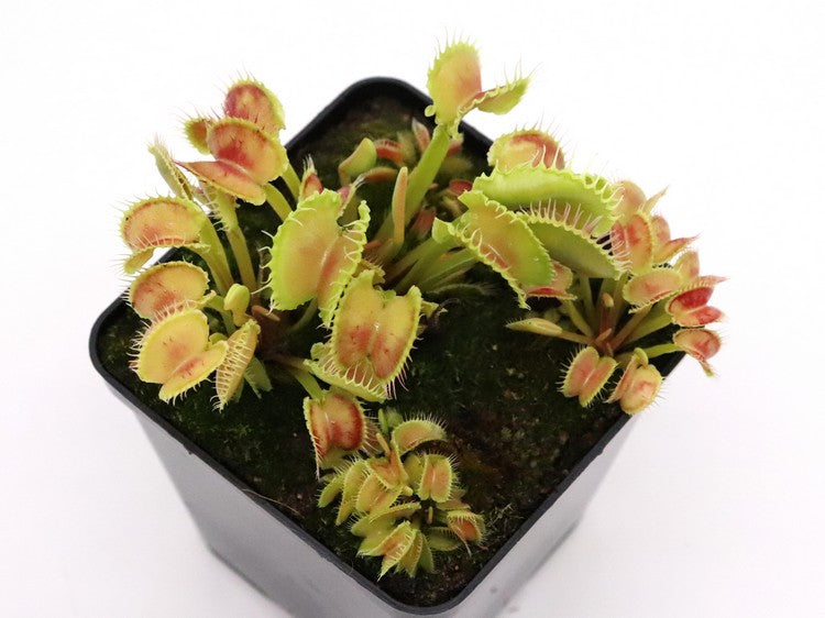 Dionaea muscipula "Werewolf var"