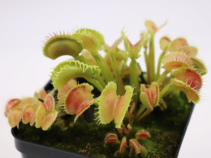 Dionaea muscipula "Werewolf var"