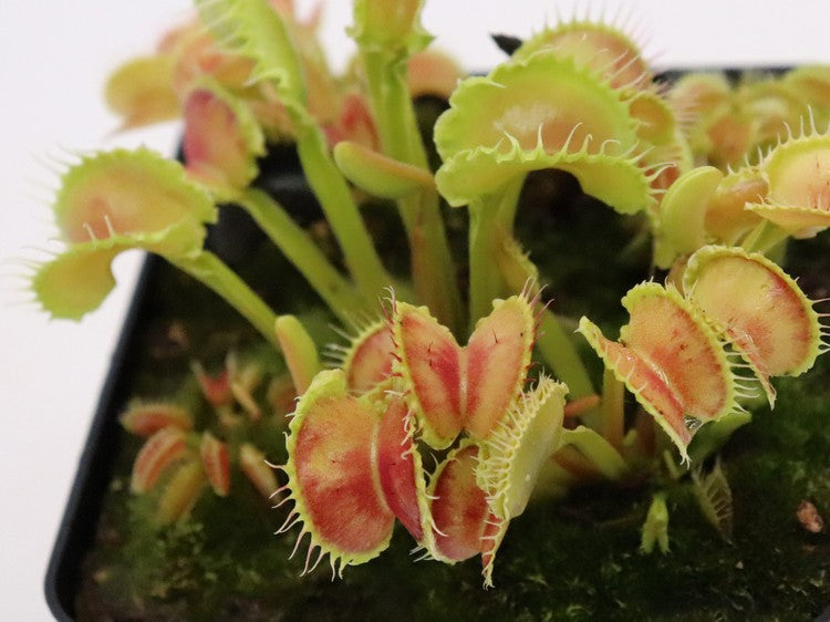 Dionaea muscipula "Werewolf var"