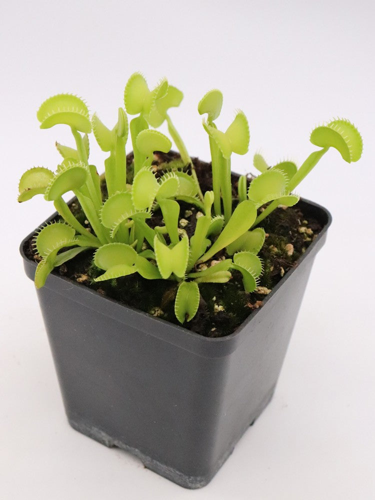 Dionaea muscipula Arched trap D.Svarc