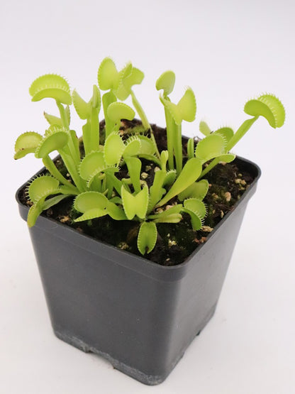 Dionaea muscipula Arched trap D.Svarc