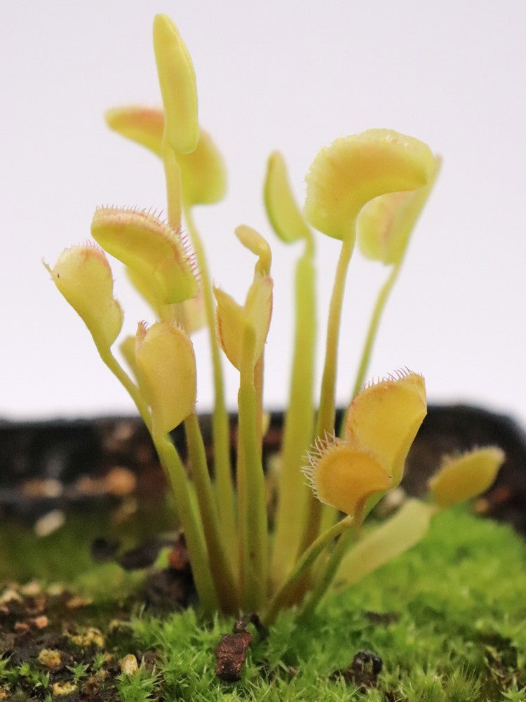 Dionaea muscipula  Axe