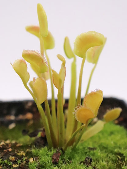 Dionaea muscipula  Axe