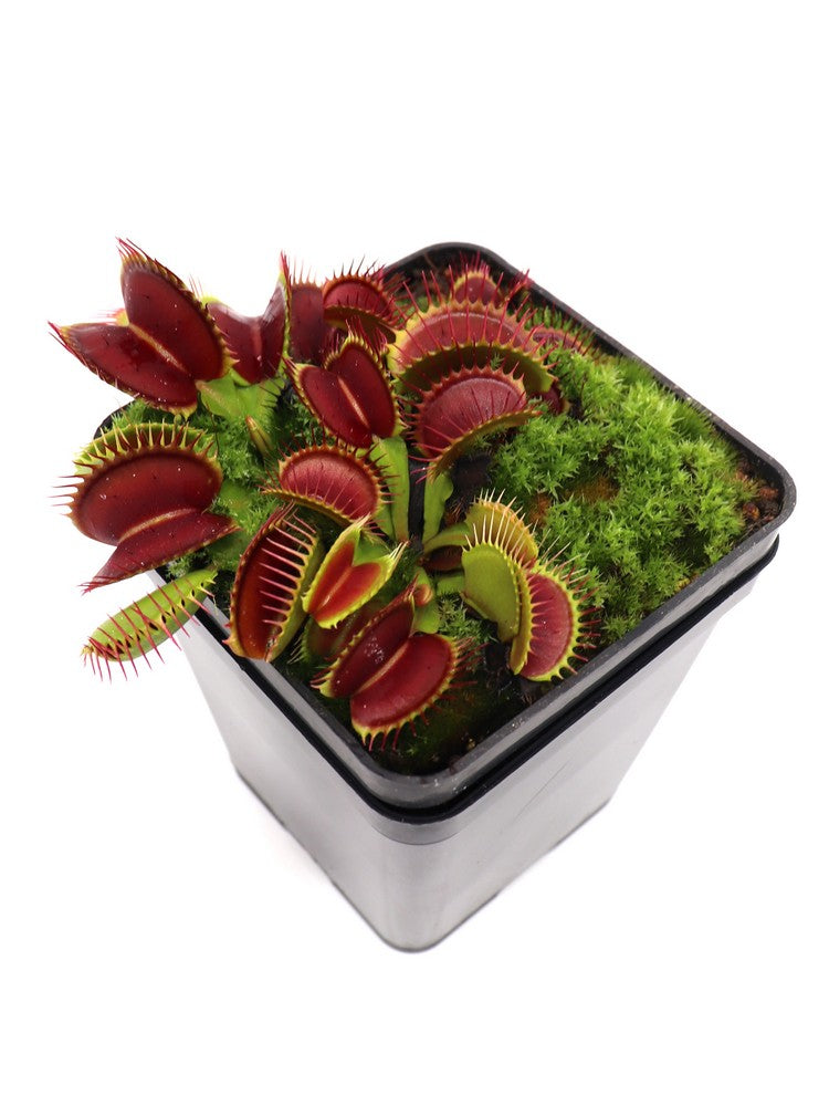 Dionaea muscipula „Großer Kiefer“