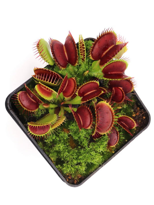 Dionaea muscipula „Großer Kiefer“