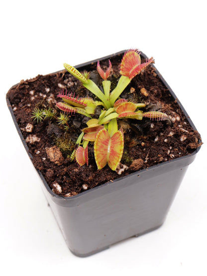 Dionaea muscipula "Charly Mandon's spotted"