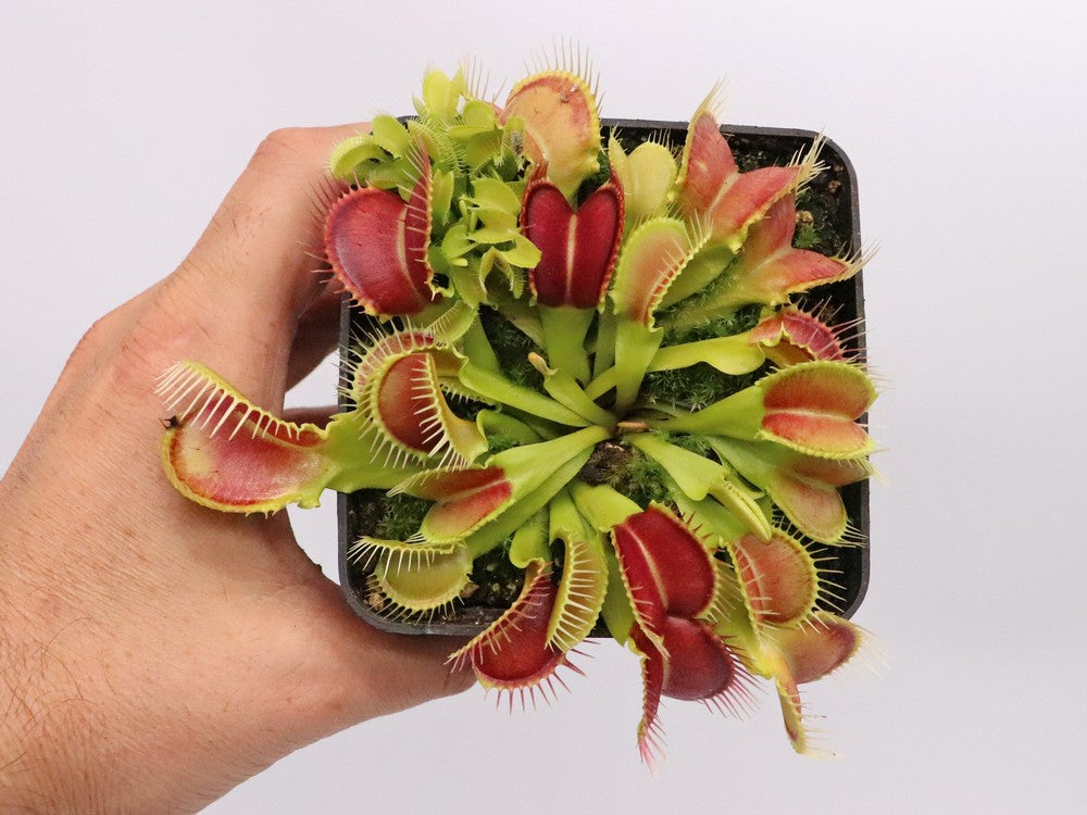 Dionaea muscipula Crocodile