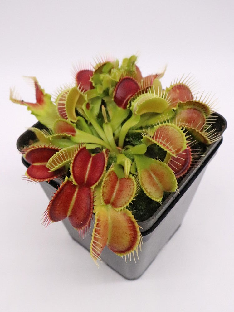 Dionaea muscipula Crocodile