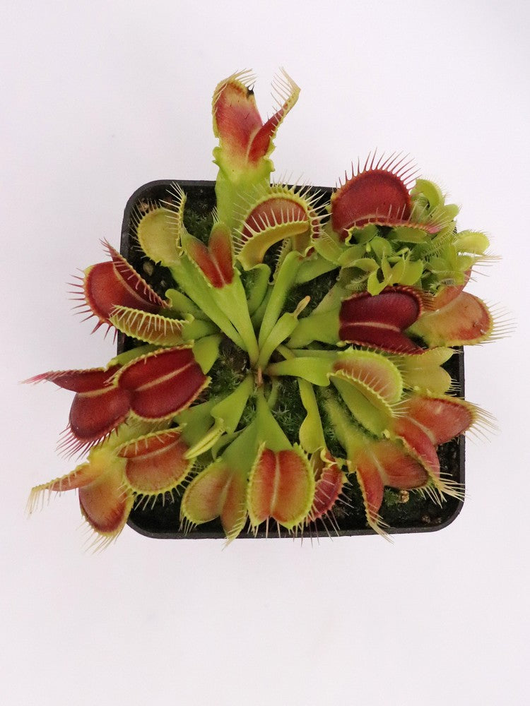 Dionaea muscipula Crocodile