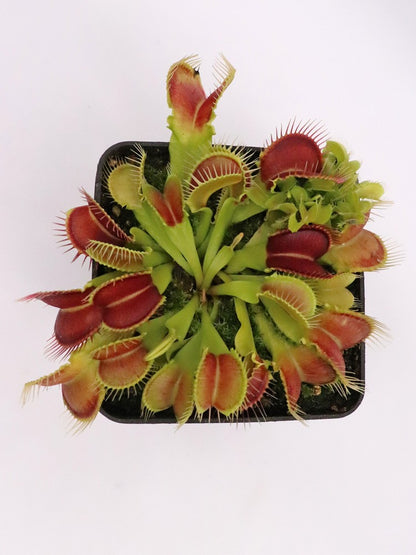 Dionaea muscipula Crocodile