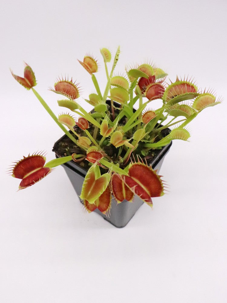 Dionaea muscipula  Cropped tooth